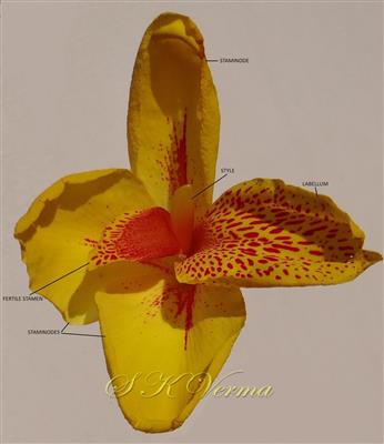  Staminodes and Pistil